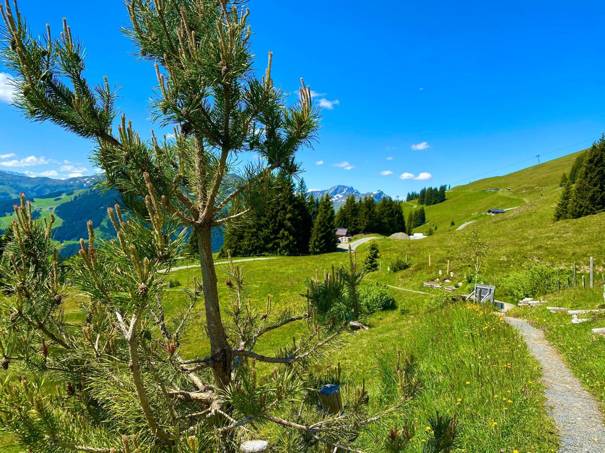 Alm Seasons Premium Chalet & Studios Saalbach-Hinterglemm Bagian luar foto